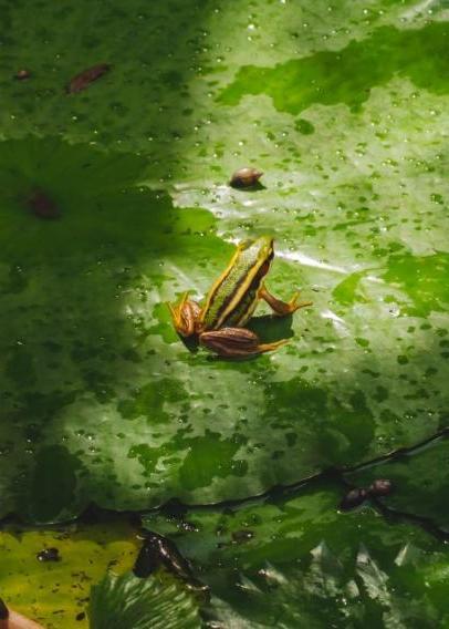 Frog sitting on a birght green lily pad